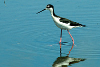 Black-necked Stilt