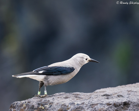 Clark's Nutcracker