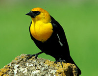 Yellow-headed Blackbird