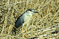 Black-Crowned Night Heron