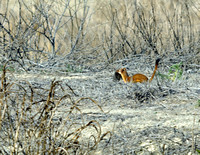 Long-tailed Weasel